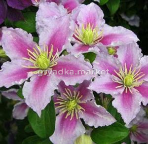 Клематис крупноцветковый Пиилу (С2)