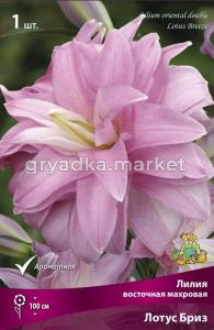 Лилия Восточная Лотус Бриз (1шт, душистая, лавандово-розовая, 14-16, h100см)