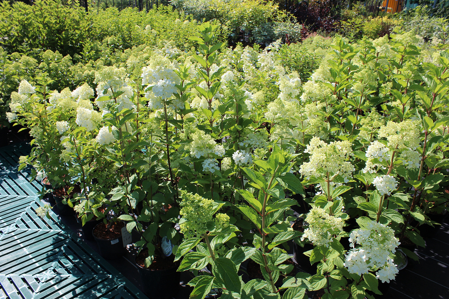 Секреты успешного выращивания саженцев: от выбора почвы до ухода