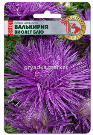 Астра Валькирия селект Виолет Блю китайская 30шт Одн 70см (Биотехника)