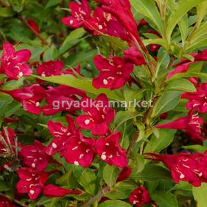 Вейгела Ред Принц v2 Lav