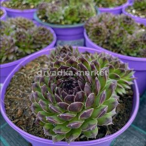 Молодило Рейнхард (Лавандовая ферма)