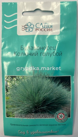 Булавоносец Колючий голубой 3шт (Сады России)