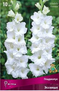 Гладиолус Эссеншл (белоснежный, 10шт, 10-12)