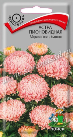 Астра пионовидная Абрикосовая башня (ЦВ) (