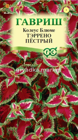 Колеус Тэррено пестрый х5 шт, Н17 Гавриш
