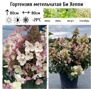 Гортензия метельчатая Би Хеппи  С5 НАп-23 (белый)