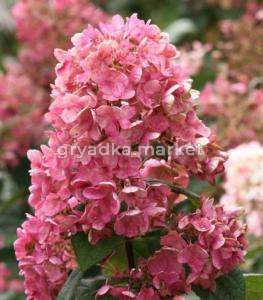 Гортензия метельчатая  Тиклед Пинк С3 ГлХ-22