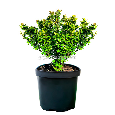 Барбарис тунберга Неон C2 2