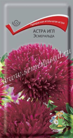 Астра игл Эсмеральда (ЦВ) (
