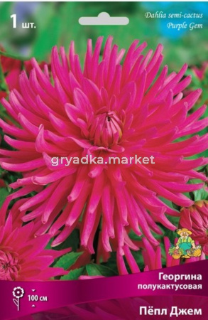 Георгина Пепл Джем 1шт.