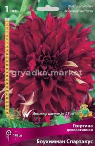 Георгина декоративная Боухимиан Спартакус