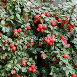 Скриншот 21-04-2026 145015