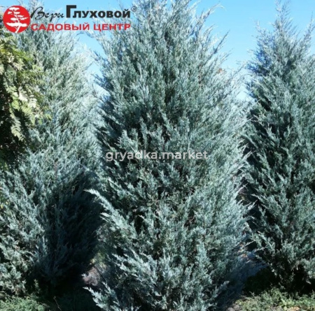 Можжевельник скальный Мунглоу С3 ГлХ-23