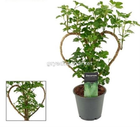 Полисциас Сердце С12 Н45