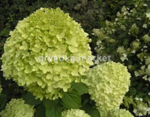 Гортензия метельчатая Лимелайт (Limelight) с3