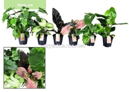 Грюнмикс (разнообразные сорта) С14 Н40