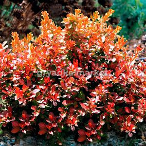 Барбарис тунберга Адмирейшен C 3 20-30 1