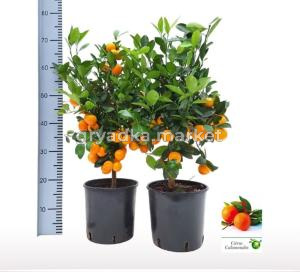 Цитрус Каламондин На стебле 21см