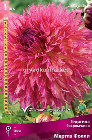 Георгина бахромчатая Мертлз Фолли (нежно-розовый с жёлтым, 1шт, I)