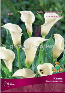 Калла Белопятнистая 1шт 14-16