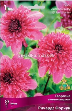 Георгина анемоновидная Ричардс Форчун