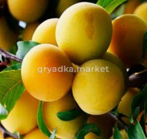 Скриншот 14-04-2026 153053