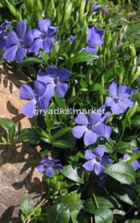 Барвинок малый Ла Грэйв (С1,5)