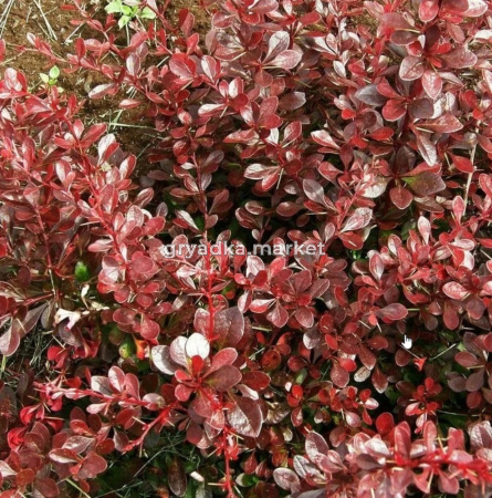 Барбарис Тунберга Кармен C3 20-40см