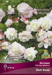Бегония Каскад одороса Вайт Блаш