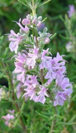 Розмарин лекарственный Майорка пинк (С2)