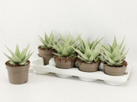 Алоэ белое, комп. (D-12) Алоэ белое, комп. (D-12)