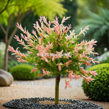 Ива цельнолистная Хакуро-Нишики C5 Pa 130-140 1