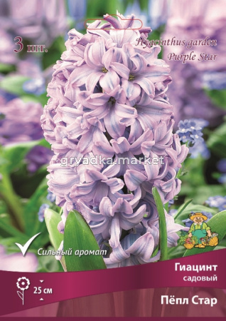 Гиацинт Пепл Стар садовый (3шт, жемчужный розово-голубой, 15-16, h25см)