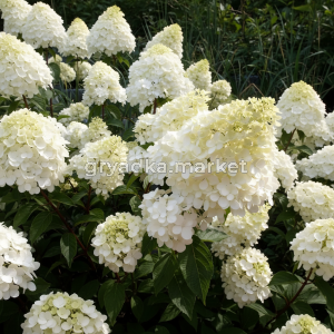 Гортензия метельчатая Кенди Лав С5 ГлХ