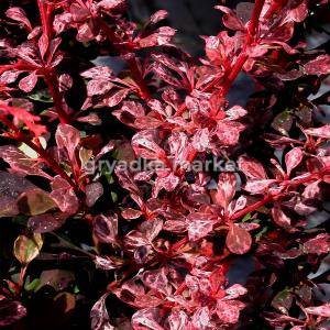 Барбарис тунберга Адмирейшен C 3 20-30 3