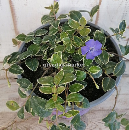 Барвинок Мунлайт (Лавандовая ферма)