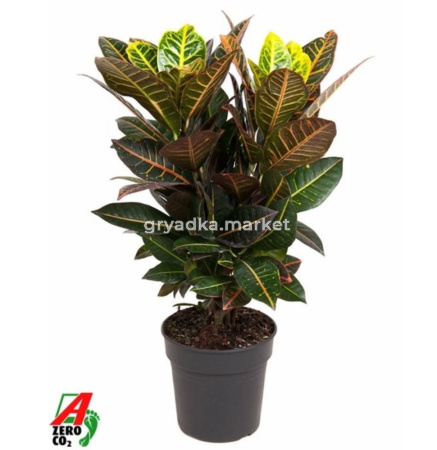 Кодиеум Петра In Sleeve