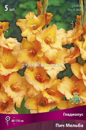 Гладиолус крупноцветковый Пич Мельба 5шт (персиково-оранжевый с размытым сливочно-желтым пят, 12-14)