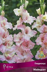 Гладиолус гофрированный Майндсет (розово-кремовый, 5шт, 12-14)