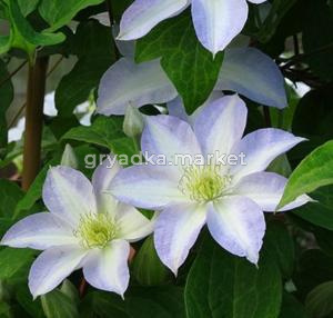 Клематис крупноцветковый Юкикомаши (С2)