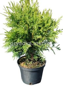 Туя западная Вудварди (Thuja occ. Woodwardii С3)