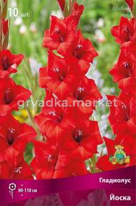 Гладиолус крупноцветковый Йоска 10шт (цветок красный с оранжевым отливом, 10-12)