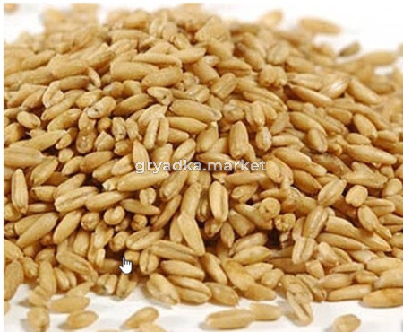 Овес 35кг