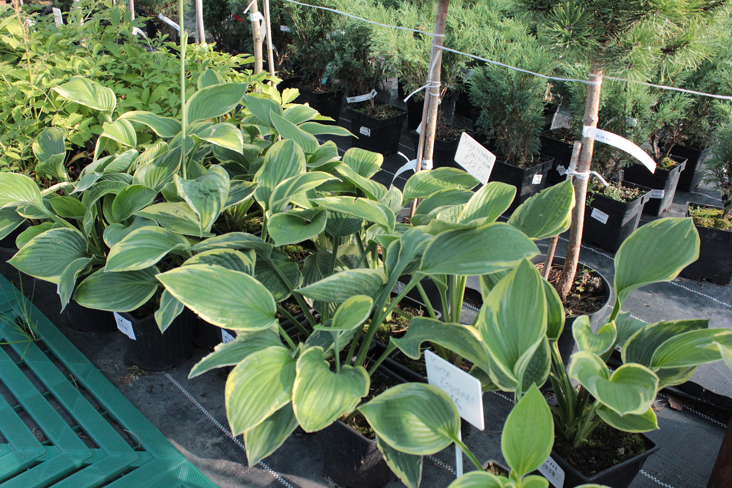 Секреты успешного выращивания саженцев: от выбора почвы до ухода