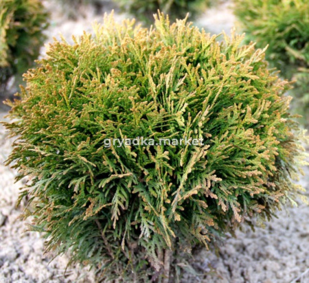 Туя западная Даника (Thuja occ. Danica 30+ см RB-C15)
