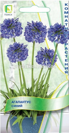 Агапантус Синий 3шт Мн (Поиск)