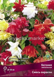 Бегония смесь Ампельная окрасок 3шт.5-6 -бел,красн,желт,оранж