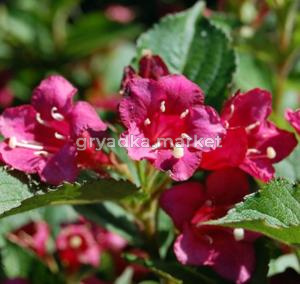 Вейгела Бристоль Руби v2 Lav