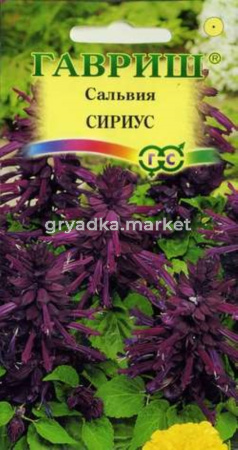 Сальвия Сириус карлик 5шт Гавриш